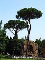 wbgarden roma pines 087